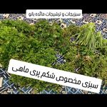 سبزیجات و ترشیجات مائده بانو