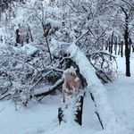 پارک جنگلی اراک