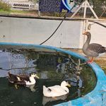 پارک کروکودیل قشم (پارک کروکودیل نوپک قشم)