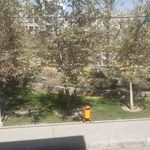 بوستان زنبق