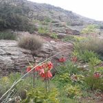 چشمه چپقلی