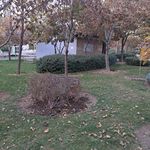سرویس بهداشتی