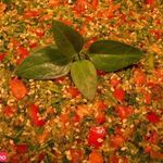 فست فود پاپ دی