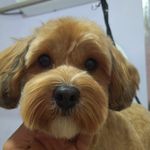 خدمات آرایشگری حیوانات خانگی عرب حلوایی