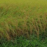 برنج ارگانیک و قهوه ای سید