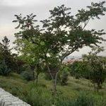 سرویس بهداشتی بوستان آزادگان