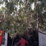 پیراهن ( کاور) مبل آناهید