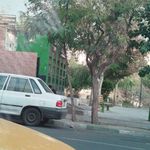 سرویس بهداشتی