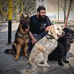 آموزش و تربیت سگ نوری