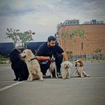 آموزش و تربیت سگ نوری