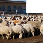 فروشگاه پتو روشنایی