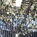 فروشگاه چیز میز
