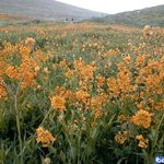 منطقه حفاظت گردیده صوفی چای