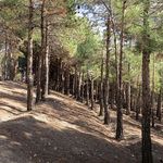 پارک جنگلی چیتگر