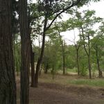 پارک جنگلی چیتگر