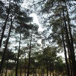 پارک جنگلی چیتگر