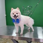 هتل پانسیون خانه دوم(پانسیون حیوانات)