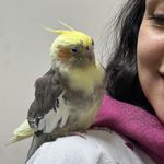 دامپزشکی اطلس وت