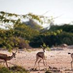 پارک ملی قمیشلو