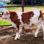 مرکز خرید گوساله سیمینتال پرواری