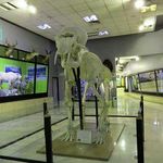 موزه تنوع زیستی