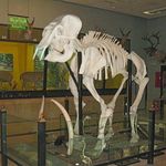 موزه تنوع زیستی