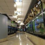 موزه تنوع زیستی