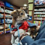 پت شاپ کلینیک دامپزشکی سپنتا