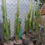 گلکده طبیعت