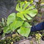 گلکده طبیعت