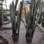 گلکده طبیعت