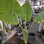 گلکده طبیعت