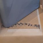 قالیشویی و مبل شویی شاهد مشهد