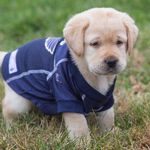 کلینیک دامپزشکی دکتر رزم آرا