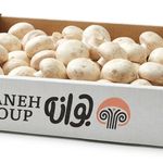 کارتن سازی شمس