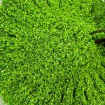 سبزیجات آماده بانوی ایرانی