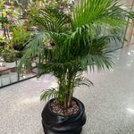 گلخانه دانژه