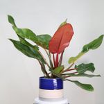 گلخانه دانژه