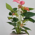 گلخانه دانژه