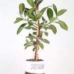 گلخانه دانژه