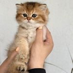 راگا وت کلینیک(ویزیت در محل)