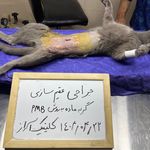 کلینیک دامپزشکی آراز دکتر شایان خلیلی