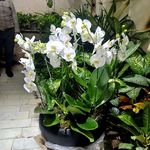 گل فروشی آقاجون گلهای آپارتمانی
