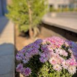 باکس دوقلو کراسفیت مایا