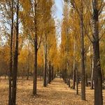 خوابگاه دخترانه زینب دانشگاه بوعلی سینا