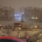 مجتمع شقایق