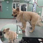 منصور بصیری