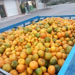 میدان میوه و تره بار کرج