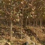 نهالستان یاران