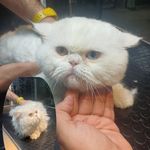 منصور بصیری